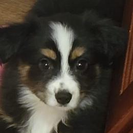 Miniature Australian Shepherds from DRS Mini Australian Shepherds