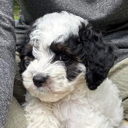 Vienna - Black and white female Cavapoo puppy in Gap, Pennsylvania from Luxe Cavapoo LLC