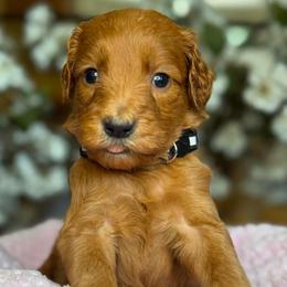 Pear - Apricot female Goldendoodle puppy in Yuciapa, California from AlltheDoodlez_