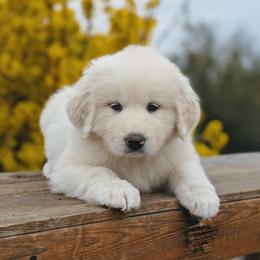 Boy 2 Orange - White male Great Pyrenees puppy in Yakima, Washington from Naches Heights Ranch