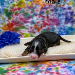 Ferb - Tri-color male Bernedoodle puppy in Williamson, New York from Lakeside Doodles