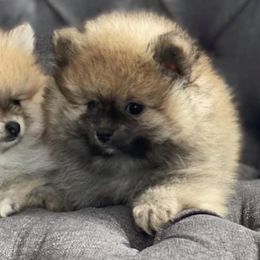 Pomeranians from Migo Poms