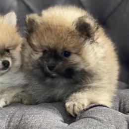 Pomeranians from Migo Poms