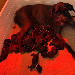 Boy 2 - Black Giant Schnauzer puppy in Oceanside, California from Silva Giant Schnauzers