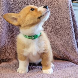 Leo (dark green) - White and red male Pembroke Welsh Corgi puppy in Port Byron, Illinois from Seegrist Family Puppies