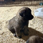 Norbert - Reddish brown male Leonberger puppy in Brandywine, Maryland from QVR Labradors, Leonbergers and Frenchies