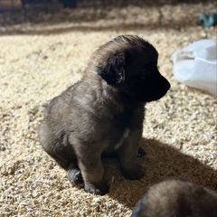 Norbert - Reddish brown male Leonberger puppy in Brandywine, Maryland from QVR Labradors, Leonbergers and Frenchies