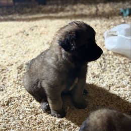 Norbert - Reddish brown male Leonberger puppy in Brandywine, Maryland from QVR Labradors, Leonbergers and Frenchies