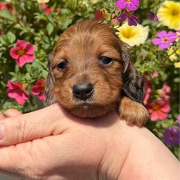 Shaded Red Dapple Female - Dapple female Dachshund puppy in Santa Rosa, California from Signature Mini Dachshunds