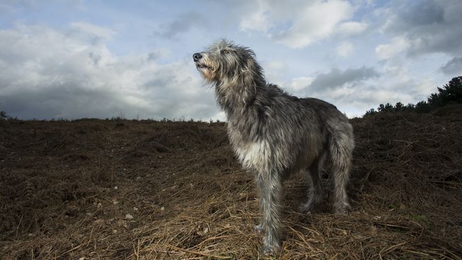 Scottish Deerhound