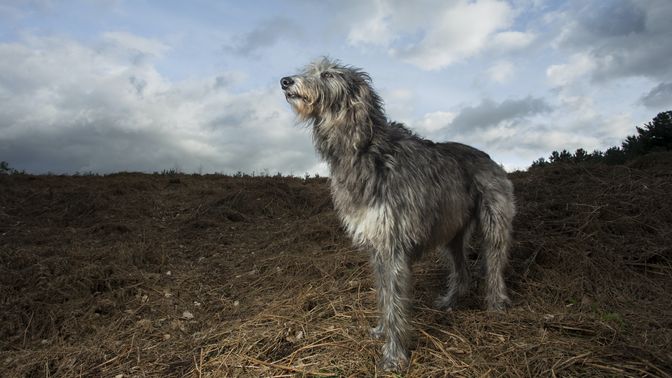 Scottish Deerhound