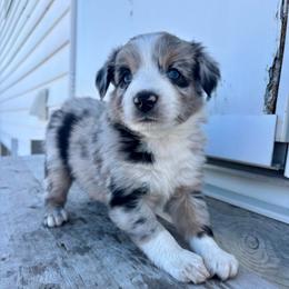 Cinch - Blue merle male Aussiedoodle puppy in Clara City, Minnesota from Good Shepherd Aussiedoodles
