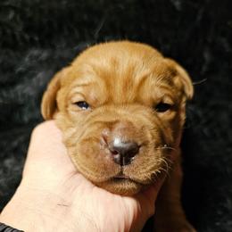 4th choice female available to reserve - Yellow female Labrador Retriever puppy in Dalton, Pennsylvania from Whiteduck Mountain Kennel AKC Australian Cattle Dogs and AKC Fox Red Labrador Retrievers
