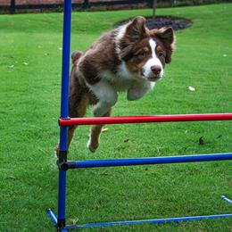 Australian Shepherd Puppies from Lovable Little Aussies