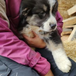 Australian Shepherd Puppies from Heritage Creek Preservation Farm