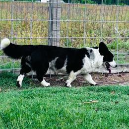 Mittens - Blue merle and white female Cardigan Welsh Corgi puppy in Kerens, West Virginia from Leather & Lace
