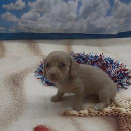 Isabella Based Cream Longhair Male (gray collar) - Cream male Dachshund puppy in Killeen, Texas from Southern Dachshunds