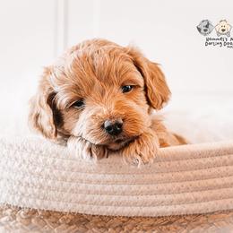 Bernedoodle and Goldendoodle Puppies from Hommel’s Mini Darling Doodles