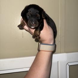 Nutmeg - Black tri female Miniature American Shepherd puppy in Minden, Louisiana from Ironwood Creek
