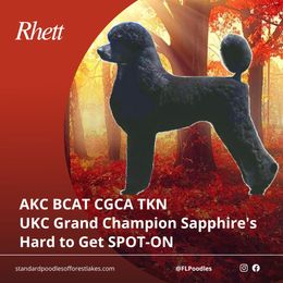 Rhett - Poodle