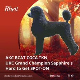 Rhett - Poodle