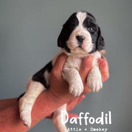 Daffodil - Black and white female English Springer Spaniel puppy in Tupalo, Mississippi from Butterfield Trail Farm