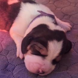 Tinsel(Purple) - Black tan and white female Basset Hound puppy in Carbondale, Kansas from Dream Weavers Basset Hounds