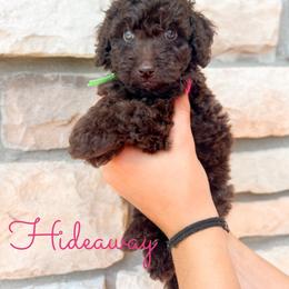 Hideaway - Chocolate male Goldendoodle puppy in Middletown, Ohio from Lady Doodle Farm