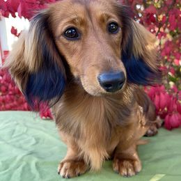 Indi - Dachshund