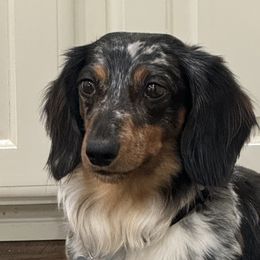 Dachshunds from The Weiner Farm