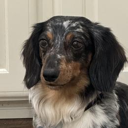 Dachshunds from The Weiner Farm