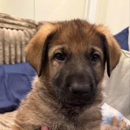 Boy 2 - Sable male German Shepherd puppy in Murrieta, California from Von Plateau