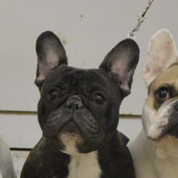 American Bulldog and French Bulldog All Grown Up from EliAna Kennels