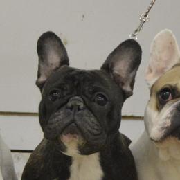 American Bulldog and French Bulldog All Grown Up from EliAna Kennels