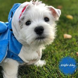 Shihpoo, Shih Tzu, and West Highland White Terrier Puppies from Westie Way & Polly Tzu Shih tzu and more