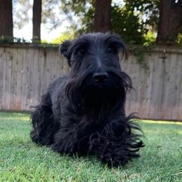 Scottish Terriers from Oban Scottish Terriers