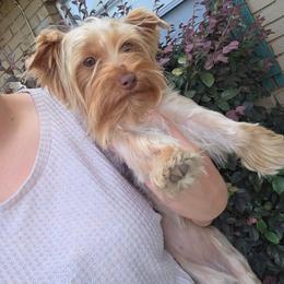 Maple - Yorkshire Terrier