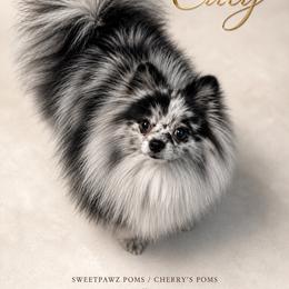 Caly - Pomeranian