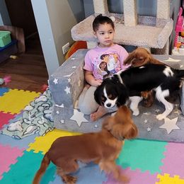 Cavalier King Charles Spaniels and Japanese Chins from KonopkaKennelsLLC