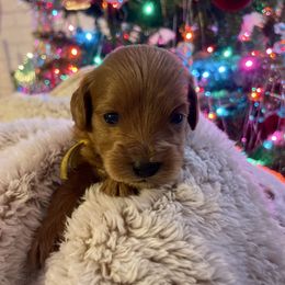 French fry - Apricot female Cavapoo puppy in Tucson, Arizona from Indie Boo’s mini Cavapoos