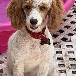 Purdy - Poodle