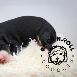 Lake - Tri-color male Bernedoodle puppy in Edmond, Oklahoma from Rock N Roll Doodles