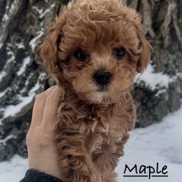 Maple - Red female Havapoo puppy in Lake Ann, Michigan from Riyem Wildflower Farms
