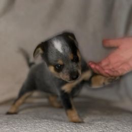 Australian Cattle Dogs from KT Ranch ACDs