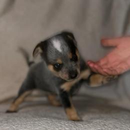 Australian Cattle Dogs from KT Ranch ACDs