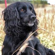 English Cocker Spaniels and Irish Water Spaniels from Saracen English Cocker Spaniels & Irish Water Spaniels