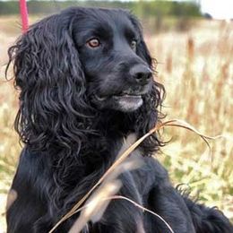 English Cocker Spaniels and Irish Water Spaniels from Saracen English Cocker Spaniels & Irish Water Spaniels