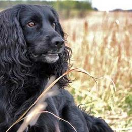 English Cocker Spaniels and Irish Water Spaniels from Saracen English Cocker Spaniels & Irish Water Spaniels