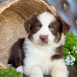 Raya- Had Tail and Videos - Red tri-color female Australian Shepherd puppy in Troy, South Carolina from Lana Corley- Australian Shepherds of 3/W Farms