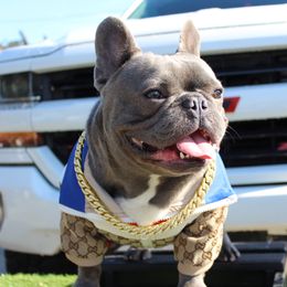 Shatter - French Bulldog